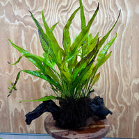 Scapeshop.com.au One Only Microsorum Driftwood Creation - Large (Java Fern) - One Only - Excellent Microsorum Driftwood Creation - Large (Java Fern) - One Only - Excellent