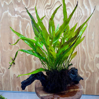 Scapeshop.com.au One Only Microsorum Driftwood Creation - Large (Java Fern) - One Only - Excellent Microsorum Driftwood Creation - Large (Java Fern) - One Only - Excellent