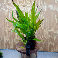 Scapeshop.com.au One Only Microsorum Driftwood Creation - Large (Java Fern) - One Only - Excellent Microsorum Driftwood Creation - Large (Java Fern) - One Only - Excellent