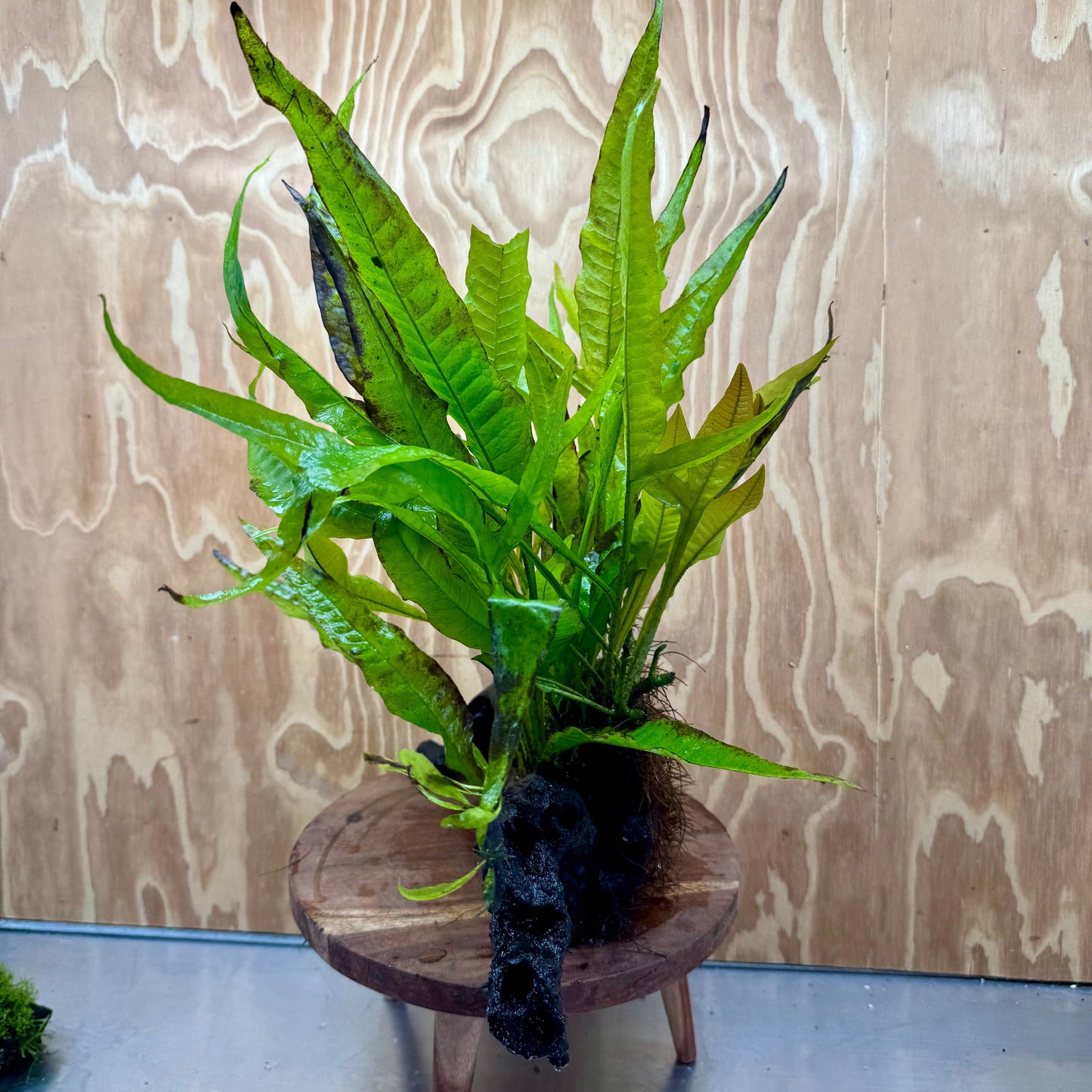 Scapeshop.com.au One Only Microsorum Driftwood Creation - Large (Java Fern) - One Only - Excellent Microsorum Driftwood Creation - Large (Java Fern) - One Only - Excellent