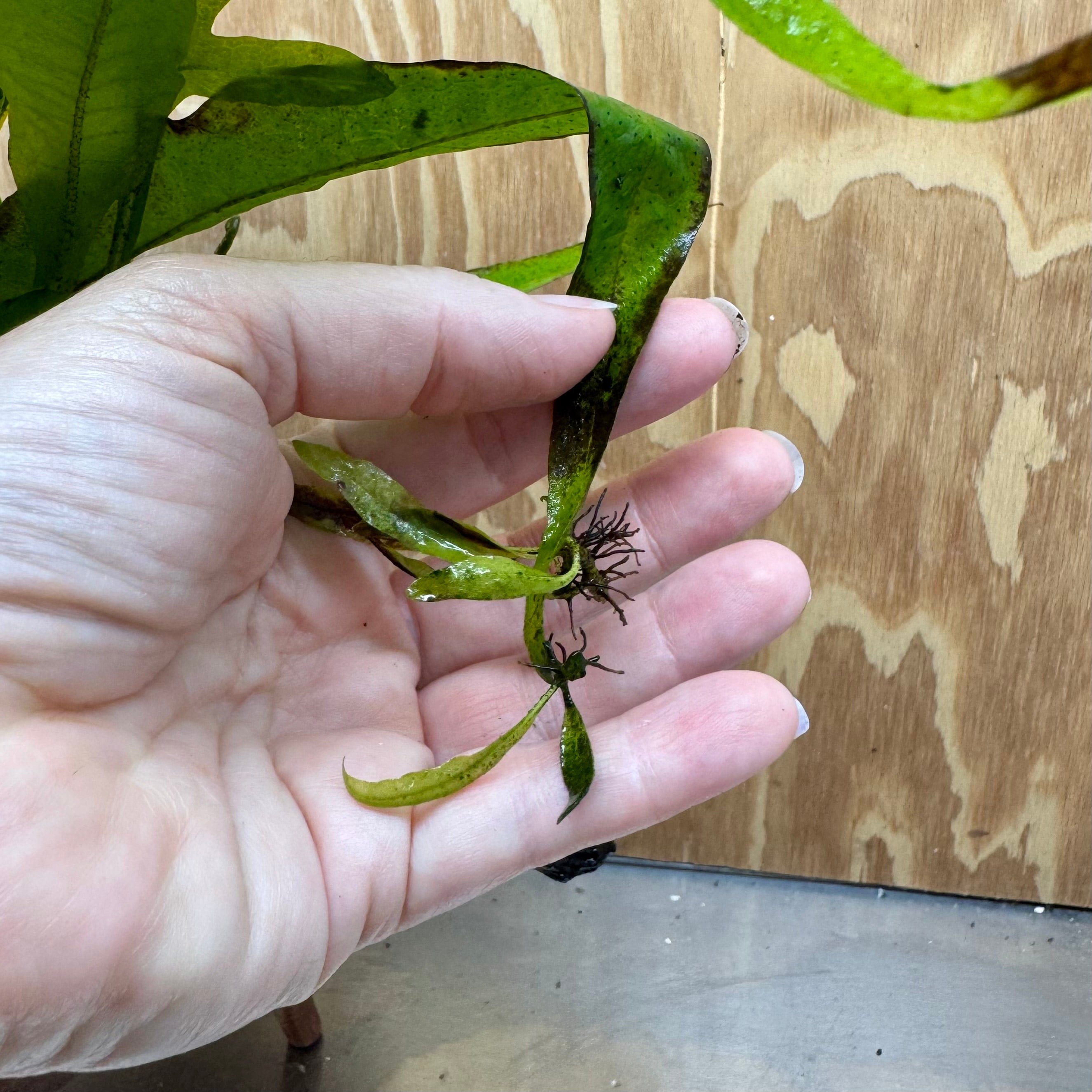 Scapeshop.com.au One Only Microsorum Driftwood Creation - Large (Java Fern) - One Only - Excellent Microsorum Driftwood Creation - Large (Java Fern) - One Only - Excellent