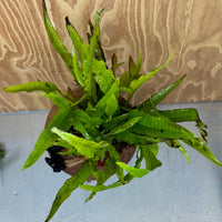 Scapeshop.com.au One Only Microsorum Driftwood Creation - Large (Java Fern) - One Only - Excellent Microsorum Driftwood Creation - Large (Java Fern) - One Only - Excellent
