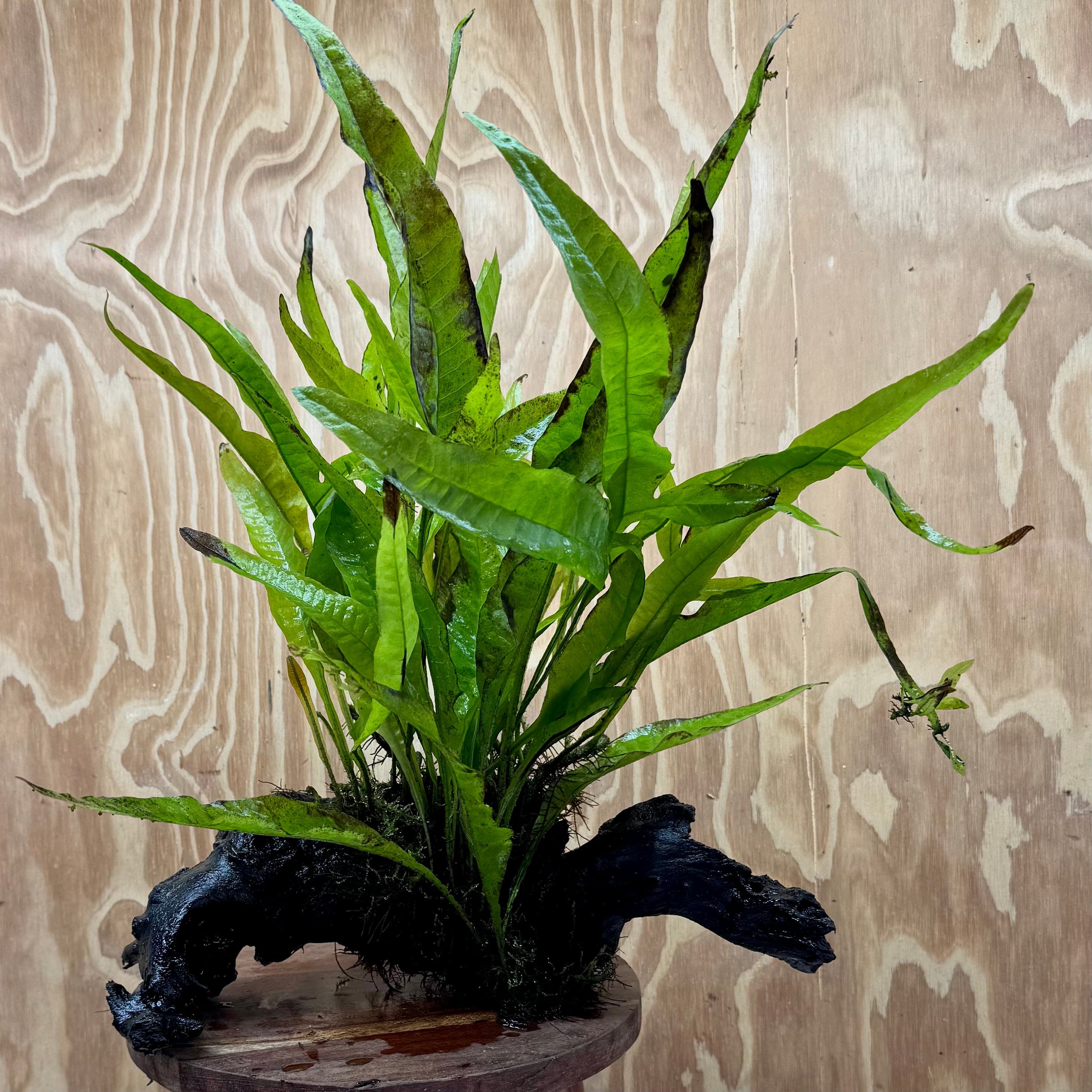 Scapeshop.com.au One Only Microsorum Driftwood Creation - Large (Java Fern) - One Only - Excellent Microsorum Driftwood Creation - Large (Java Fern) - One Only - Excellent