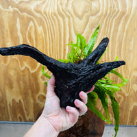 Scapeshop.com.au One Only Microsorum Driftwood Creation - Large (Java Fern) - One Only - Excellent Microsorum Driftwood Creation - Large (Java Fern) - One Only - Excellent