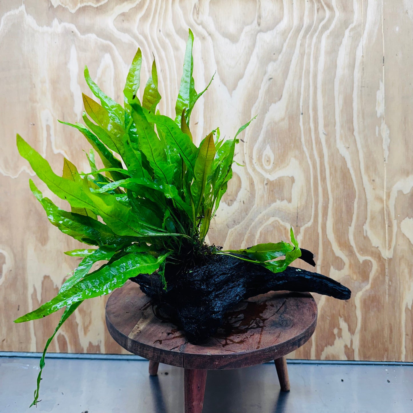 Scapeshop.com.au One Only Microsorum Driftwood Creation - Large (Java Fern) - One Only - Excellent Microsorum Driftwood Creation - Large (Java Fern) - One Only - Excellent