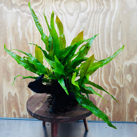 Scapeshop.com.au One Only Microsorum Driftwood Creation - Large (Java Fern) - One Only - Excellent Microsorum Driftwood Creation - Large (Java Fern) - One Only - Excellent