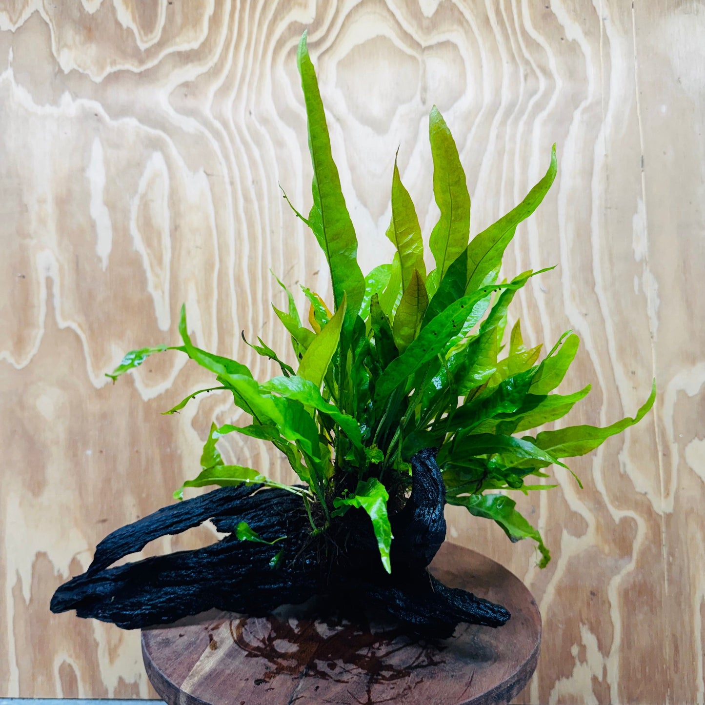Scapeshop.com.au One Only Microsorum Driftwood Creation - Large (Java Fern) - One Only - Excellent Microsorum Driftwood Creation - Large (Java Fern) - One Only - Excellent