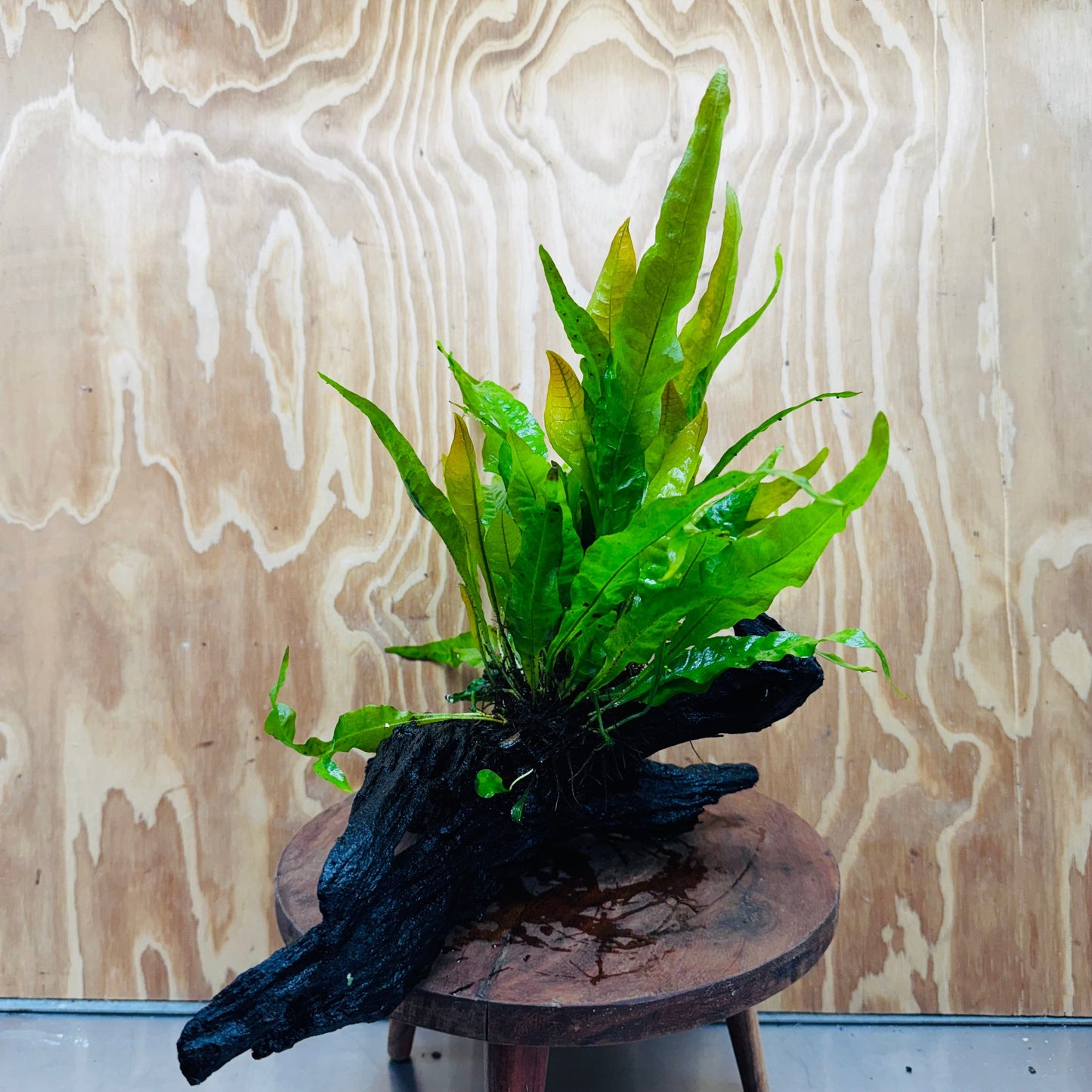 Scapeshop.com.au One Only Microsorum Driftwood Creation - Large (Java Fern) - One Only - Excellent Microsorum Driftwood Creation - Large (Java Fern) - One Only - Excellent