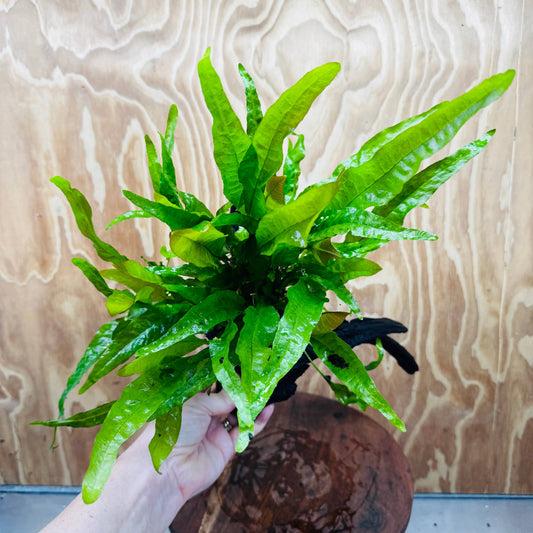 Scapeshop.com.au One Only Microsorum Driftwood Creation - Large (Java Fern) - One Only - Excellent Microsorum Driftwood Creation - Large (Java Fern) - One Only - Excellent