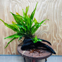 Scapeshop.com.au One Only Microsorum Driftwood Creation - Large (Java Fern) - One Only - Excellent Microsorum Driftwood Creation - Large (Java Fern) - One Only - Excellent