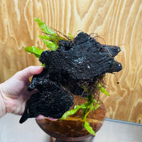 Scapeshop.com.au One Only Microsorum Driftwood Creation - Large (Java Fern) - One Only - Excellent Microsorum Driftwood Creation - Large (Java Fern) - One Only - Excellent