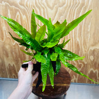 Scapeshop.com.au One Only Microsorum Driftwood Creation - Large (Java Fern) - One Only - Excellent Microsorum Driftwood Creation - Large (Java Fern) - One Only - Excellent