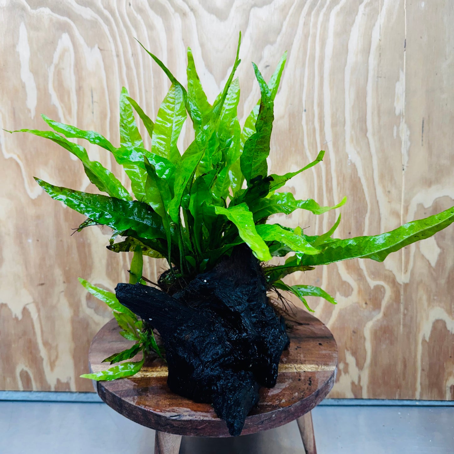 Scapeshop.com.au One Only Microsorum Driftwood Creation - Large (Java Fern) - One Only - Excellent Microsorum Driftwood Creation - Large (Java Fern) - One Only - Excellent