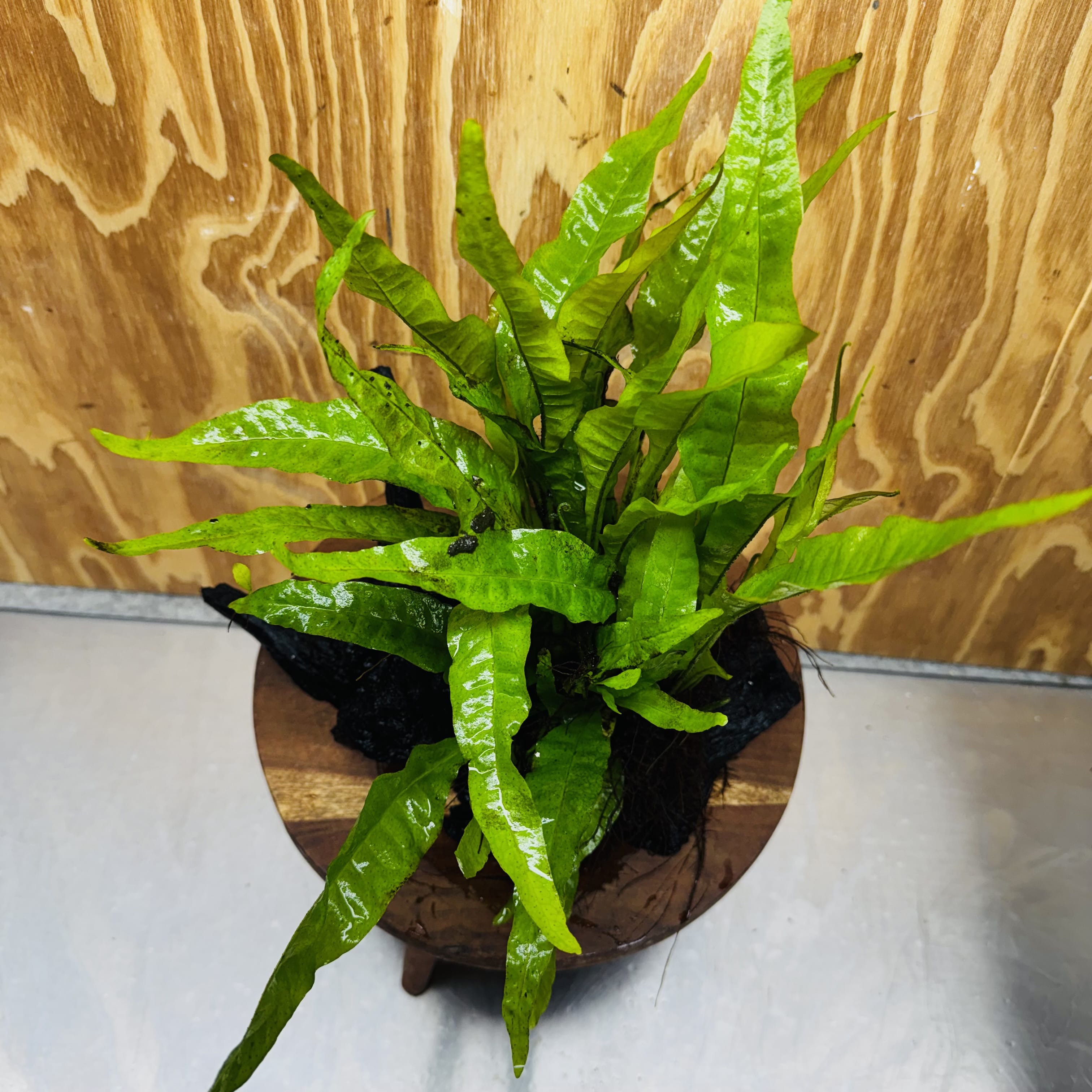 Scapeshop.com.au One Only Microsorum Driftwood Creation - Large (Java Fern) - One Only - Excellent Microsorum Driftwood Creation - Large (Java Fern) - One Only - Excellent