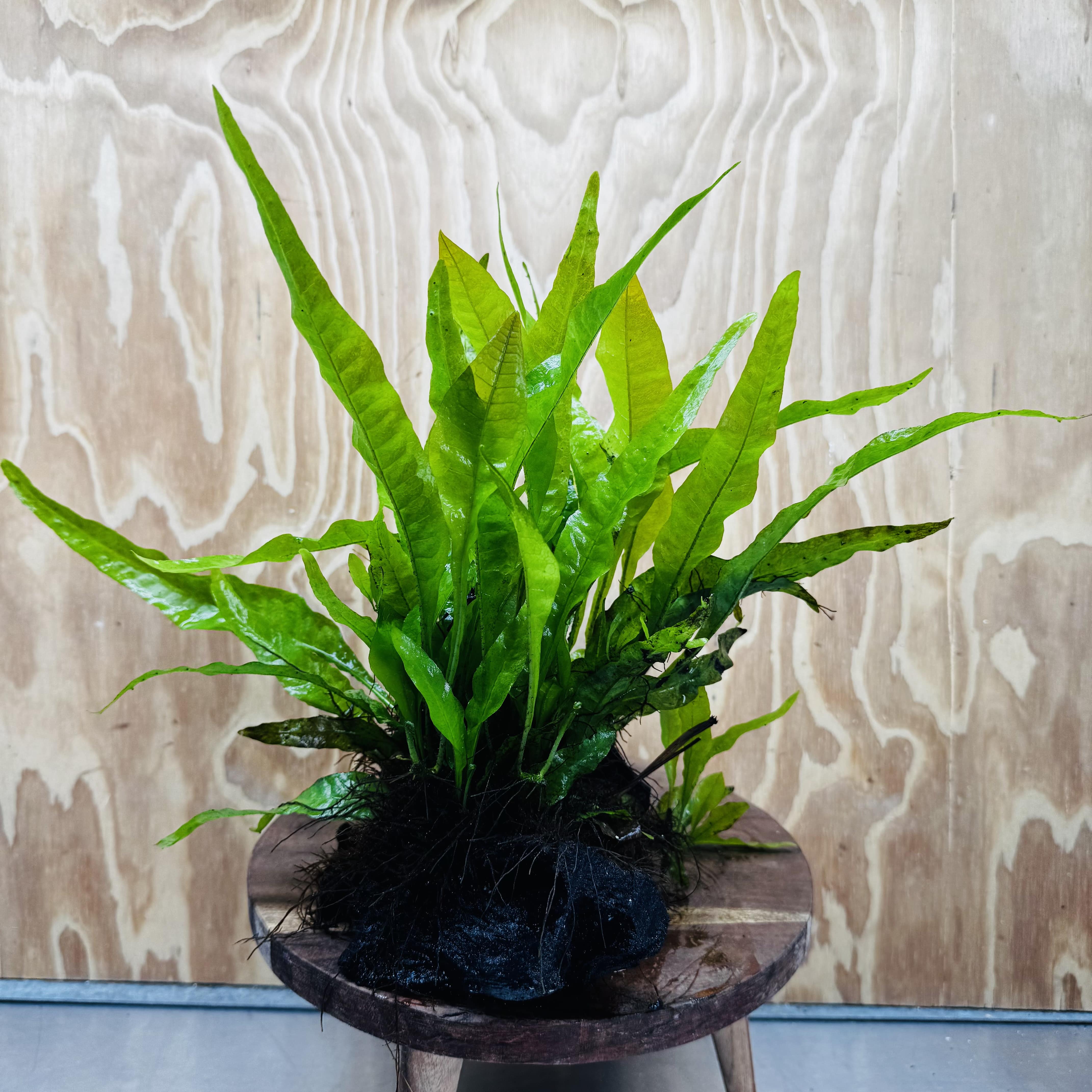 Scapeshop.com.au One Only Microsorum Driftwood Creation - Large (Java Fern) - One Only - Excellent Microsorum Driftwood Creation - Large (Java Fern) - One Only - Excellent