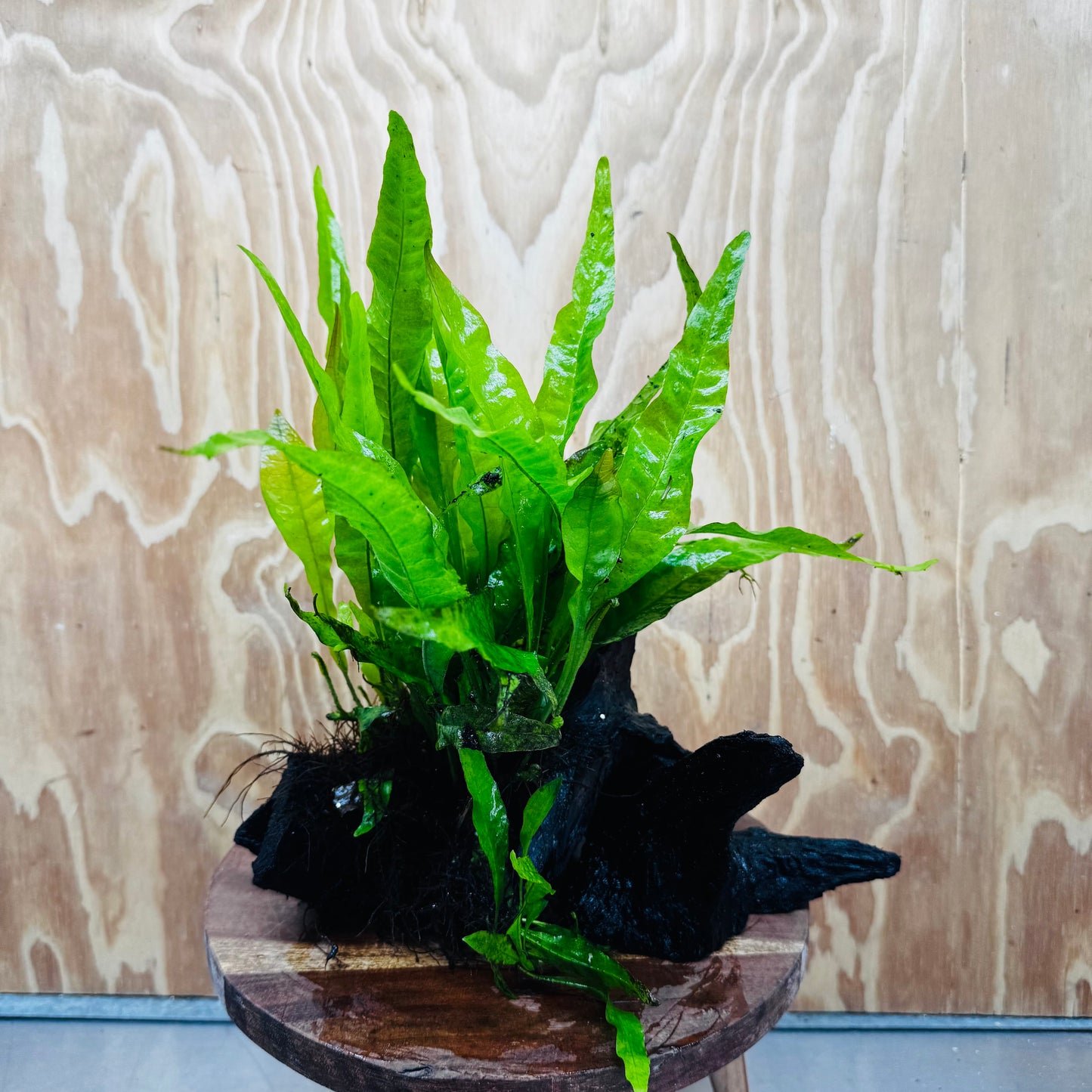 Scapeshop.com.au One Only Microsorum Driftwood Creation - Large (Java Fern) - One Only - Excellent Microsorum Driftwood Creation - Large (Java Fern) - One Only - Excellent