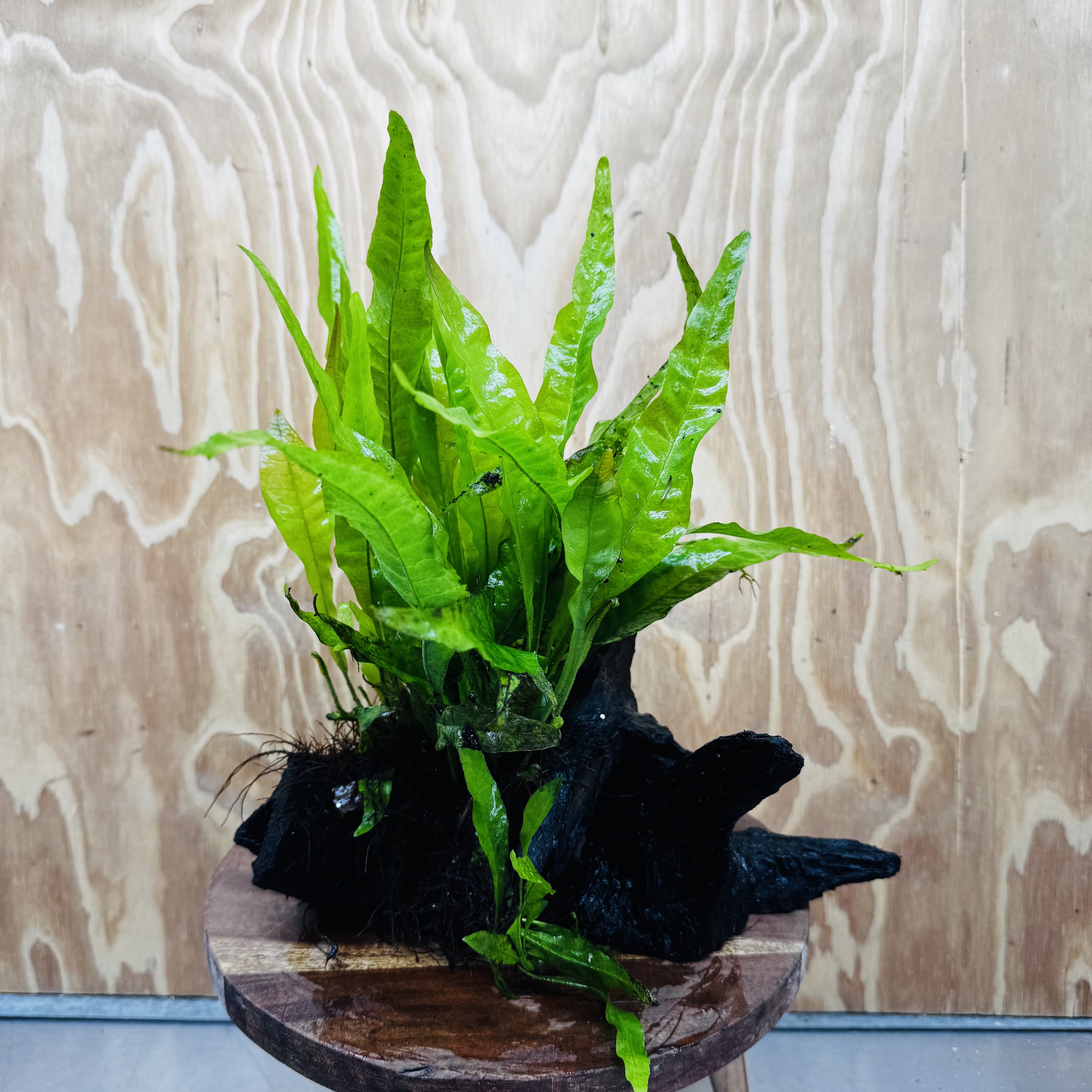 Scapeshop.com.au One Only Microsorum Driftwood Creation - Large (Java Fern) - One Only - Excellent Microsorum Driftwood Creation - Large (Java Fern) - One Only - Excellent