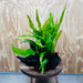 Scapeshop.com.au One Only Microsorum Driftwood Creation - Large (Java Fern) - One Only - Excellent Microsorum Driftwood Creation - Large (Java Fern) - One Only - Excellent