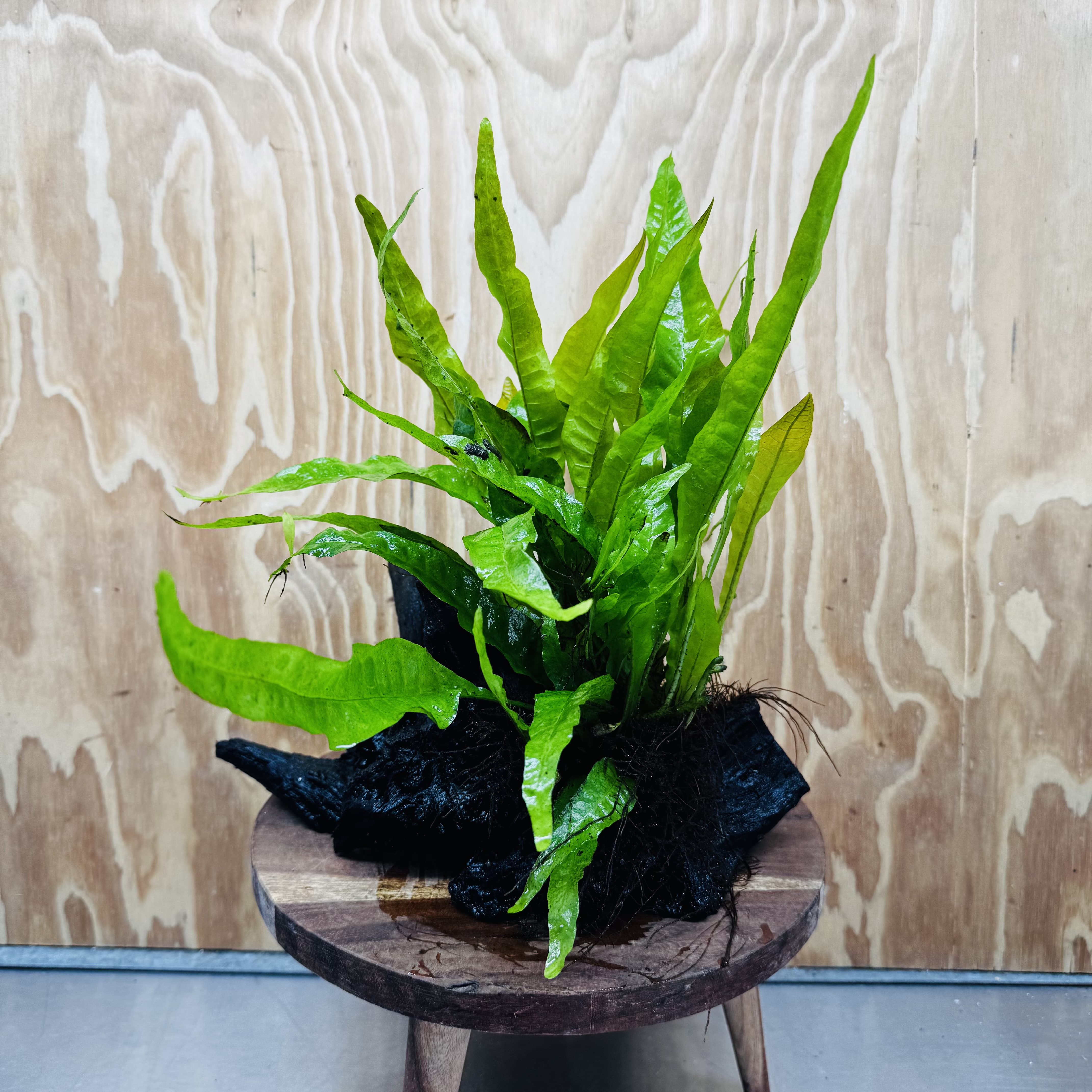 Scapeshop.com.au One Only Microsorum Driftwood Creation - Large (Java Fern) - One Only - Excellent Microsorum Driftwood Creation - Large (Java Fern) - One Only - Excellent