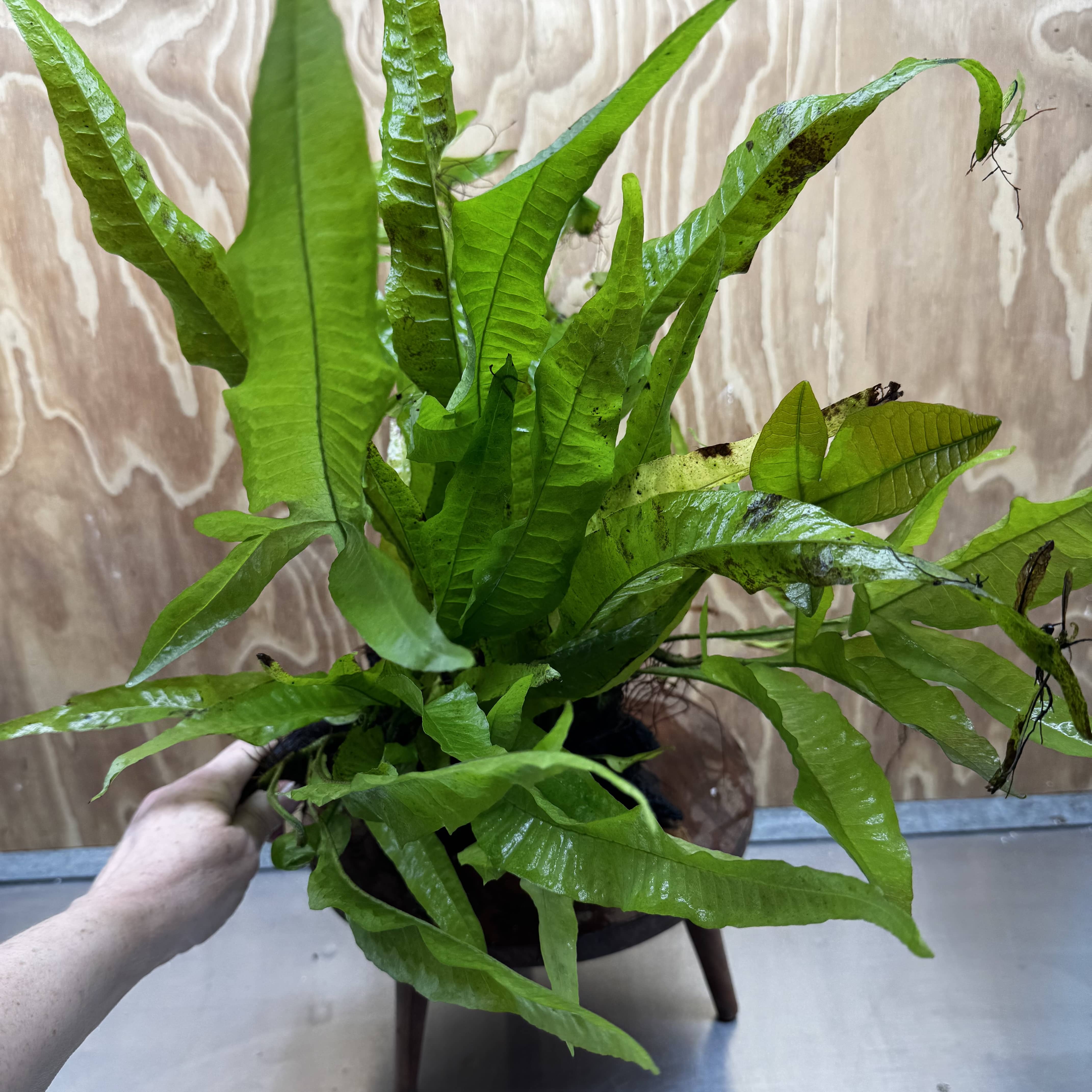 Scapeshop.com.au One Only Microsorum Driftwood Creation - Large (Java Fern) - One Only - Excellent Microsorum Driftwood Creation - Large (Java Fern) - One Only - Excellent