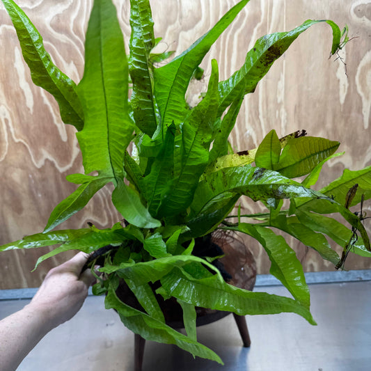 Scapeshop.com.au One Only Microsorum Driftwood Creation - Large (Java Fern) - One Only - Excellent Microsorum Driftwood Creation - Large (Java Fern) - One Only - Excellent