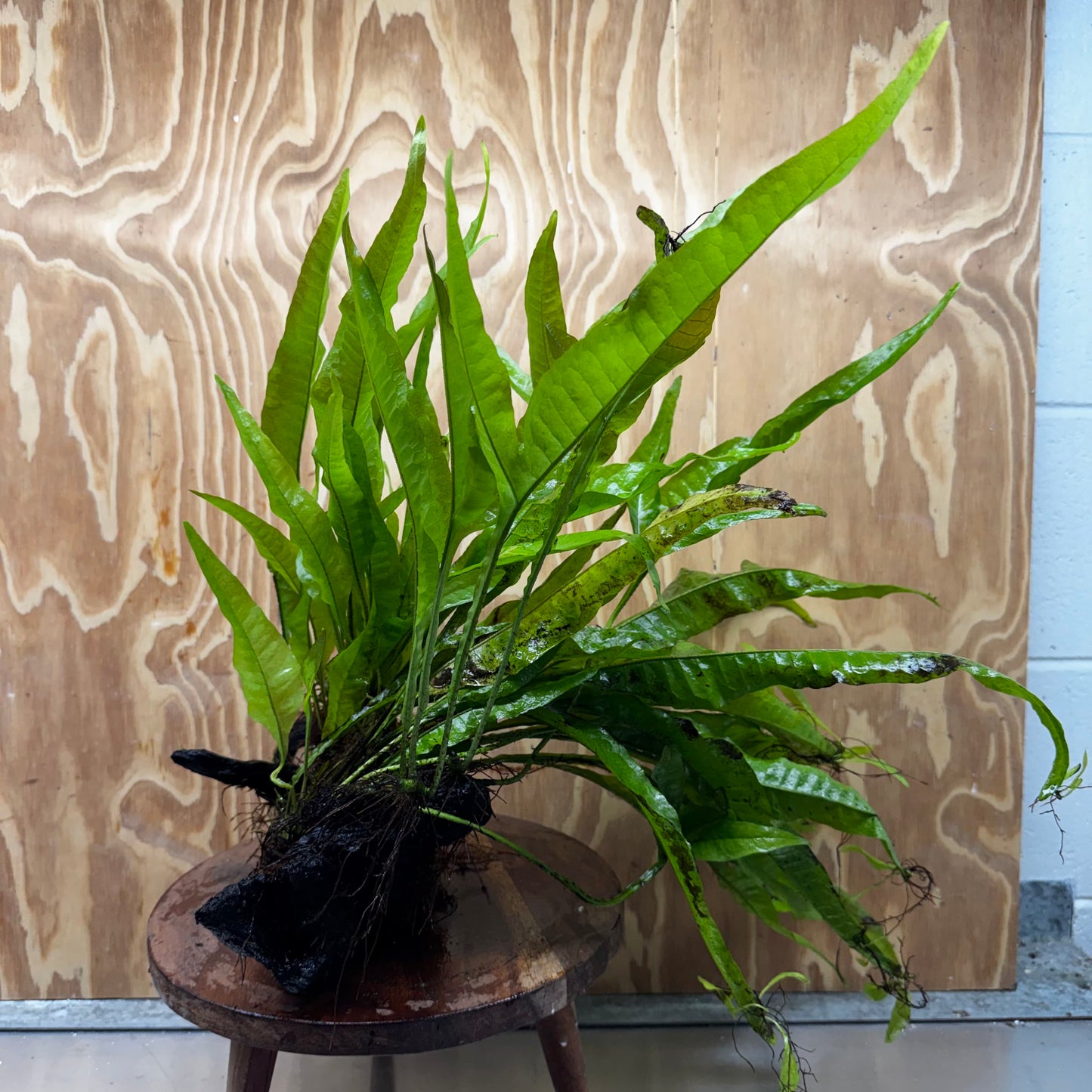 Scapeshop.com.au One Only Microsorum Driftwood Creation - Large (Java Fern) - One Only - Excellent Microsorum Driftwood Creation - Large (Java Fern) - One Only - Excellent