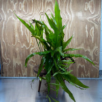 Scapeshop.com.au One Only Microsorum Driftwood Creation - Large (Java Fern) - One Only - Excellent Microsorum Driftwood Creation - Large (Java Fern) - One Only - Excellent