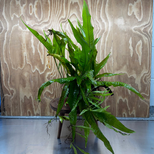 Scapeshop.com.au One Only Microsorum Driftwood Creation - Large (Java Fern) - One Only - Excellent Microsorum Driftwood Creation - Large (Java Fern) - One Only - Excellent