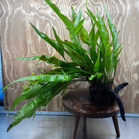 Scapeshop.com.au One Only Microsorum Driftwood Creation - Large (Java Fern) - One Only - Excellent Microsorum Driftwood Creation - Large (Java Fern) - One Only - Excellent