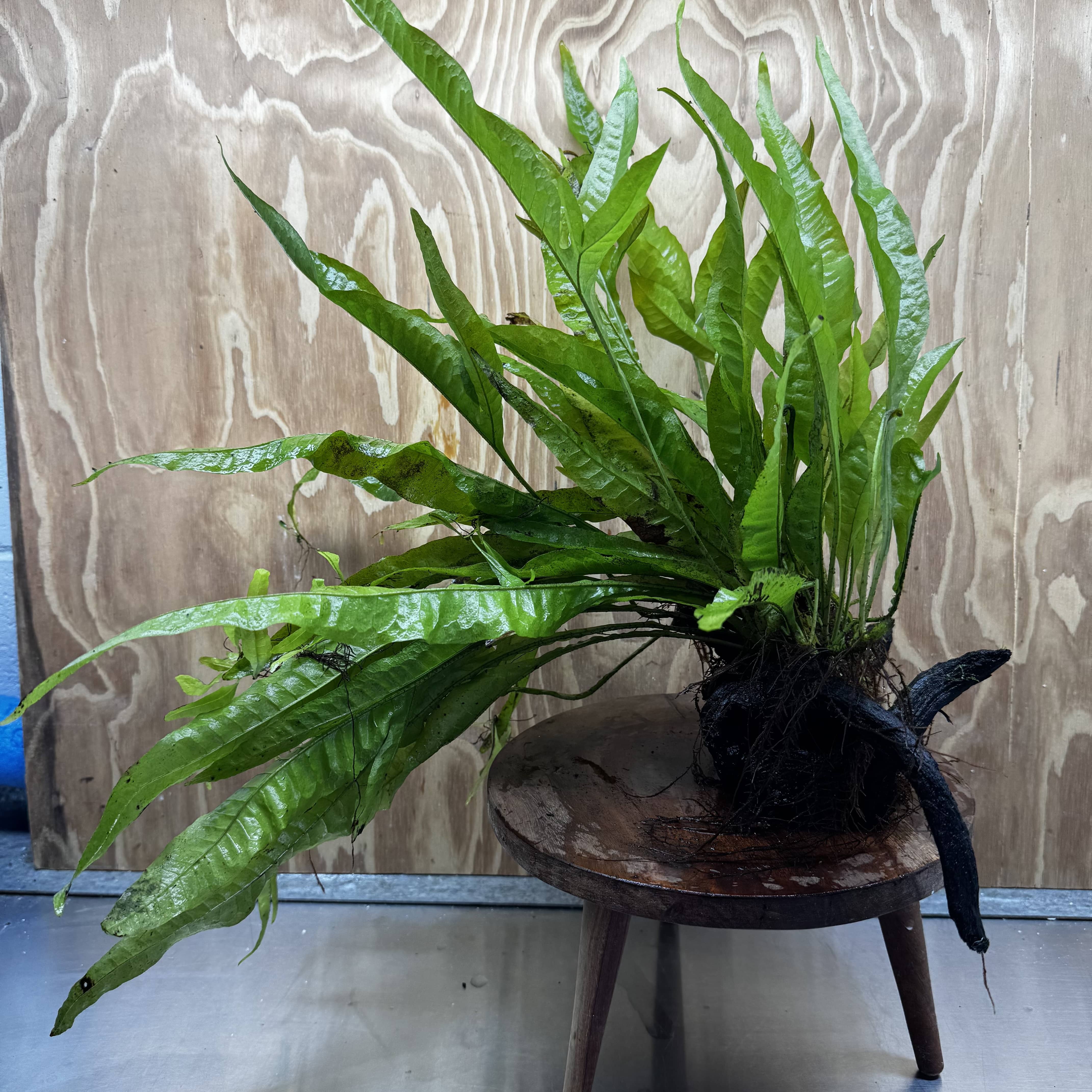 Scapeshop.com.au One Only Microsorum Driftwood Creation - Large (Java Fern) - One Only - Excellent Microsorum Driftwood Creation - Large (Java Fern) - One Only - Excellent