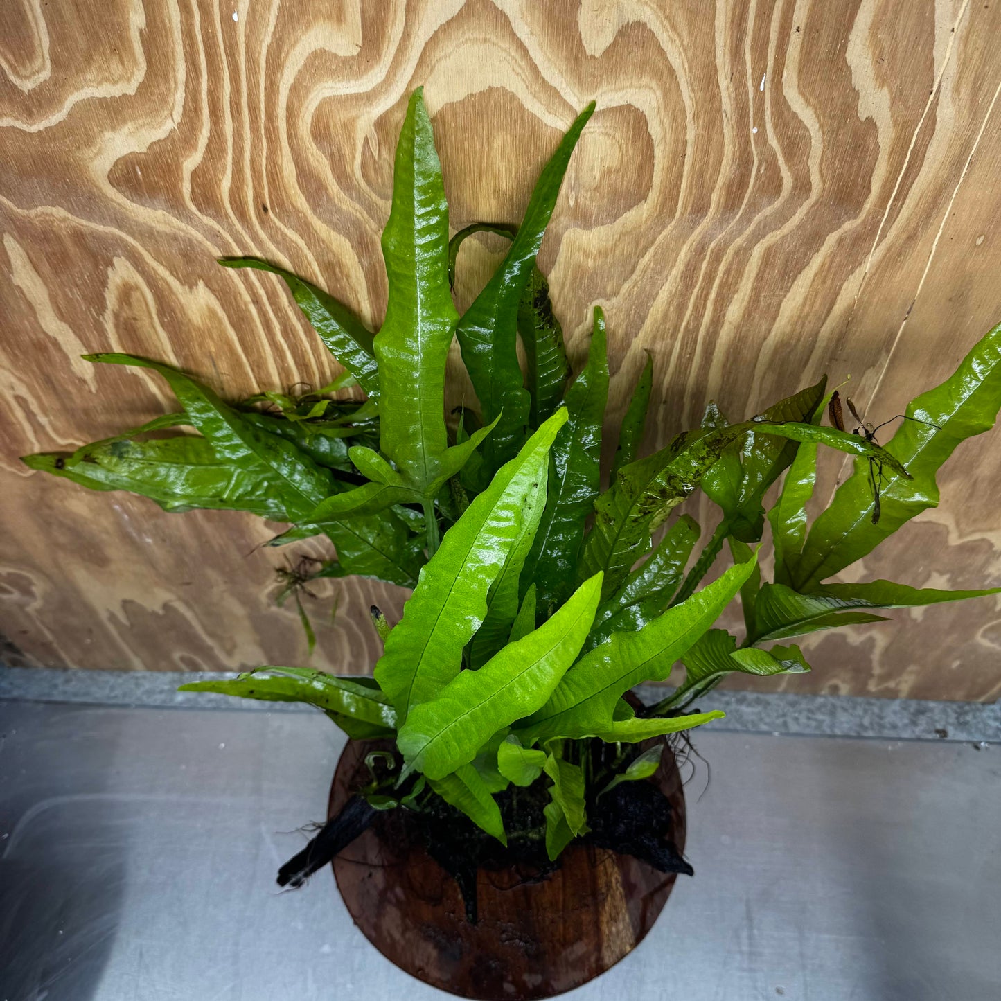 Scapeshop.com.au One Only Microsorum Driftwood Creation - Large (Java Fern) - One Only - Excellent Microsorum Driftwood Creation - Large (Java Fern) - One Only - Excellent