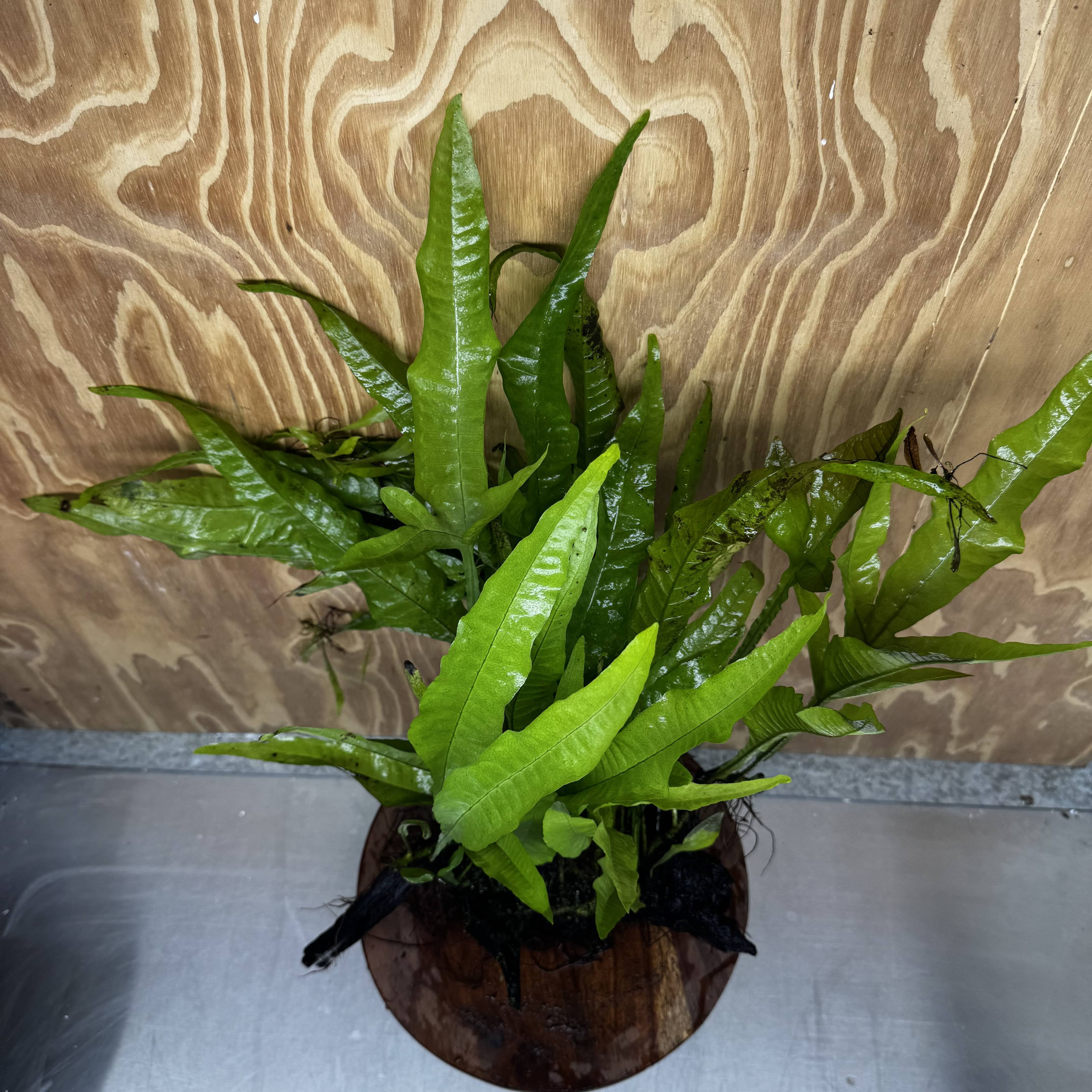 Scapeshop.com.au One Only Microsorum Driftwood Creation - Large (Java Fern) - One Only - Excellent Microsorum Driftwood Creation - Large (Java Fern) - One Only - Excellent