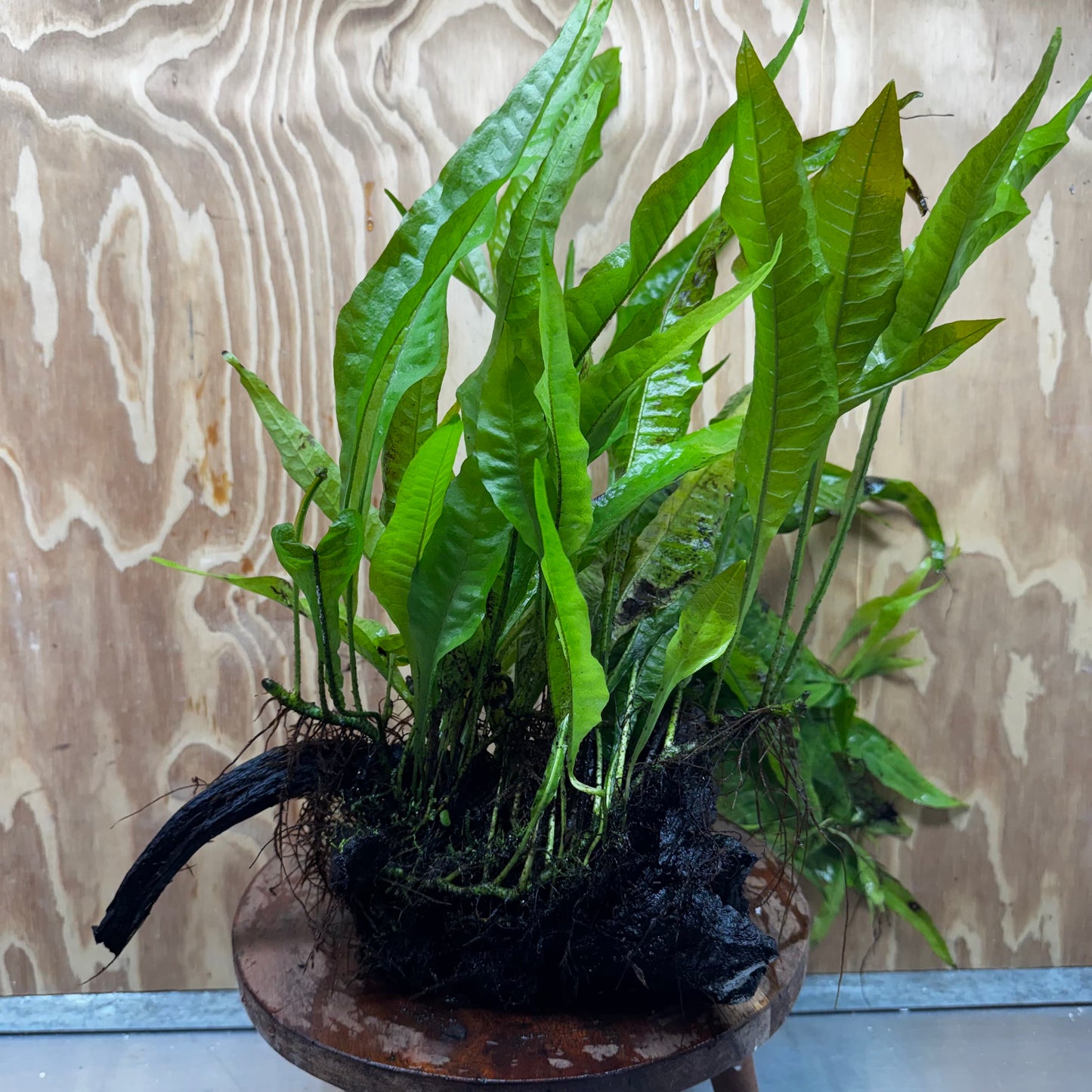Scapeshop.com.au One Only Microsorum Driftwood Creation - Large (Java Fern) - One Only - Excellent Microsorum Driftwood Creation - Large (Java Fern) - One Only - Excellent