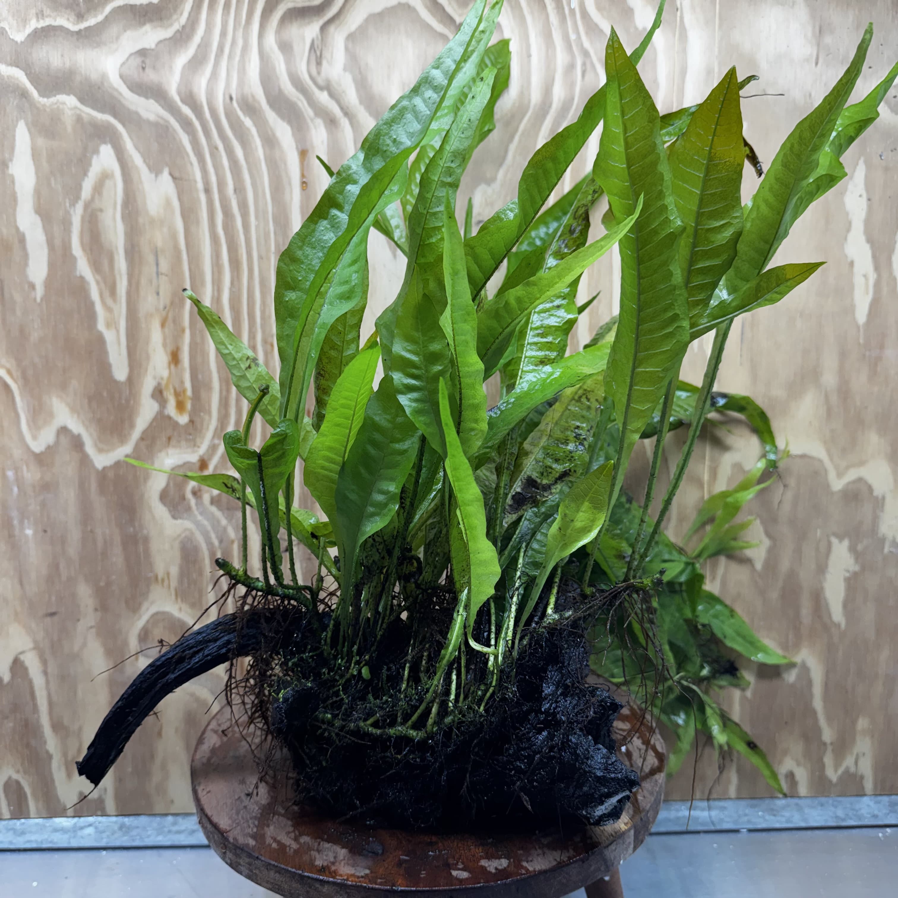 Scapeshop.com.au One Only Microsorum Driftwood Creation - Large (Java Fern) - One Only - Excellent Microsorum Driftwood Creation - Large (Java Fern) - One Only - Excellent