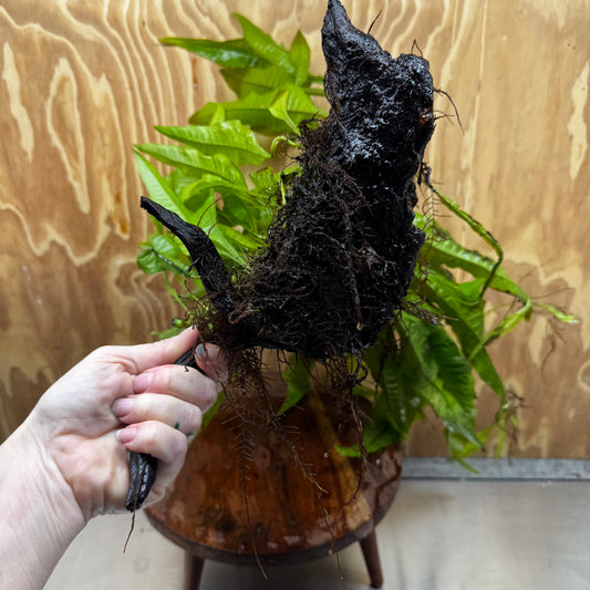 Scapeshop.com.au One Only Microsorum Driftwood Creation - Large (Java Fern) - One Only - Excellent Microsorum Driftwood Creation - Large (Java Fern) - One Only - Excellent