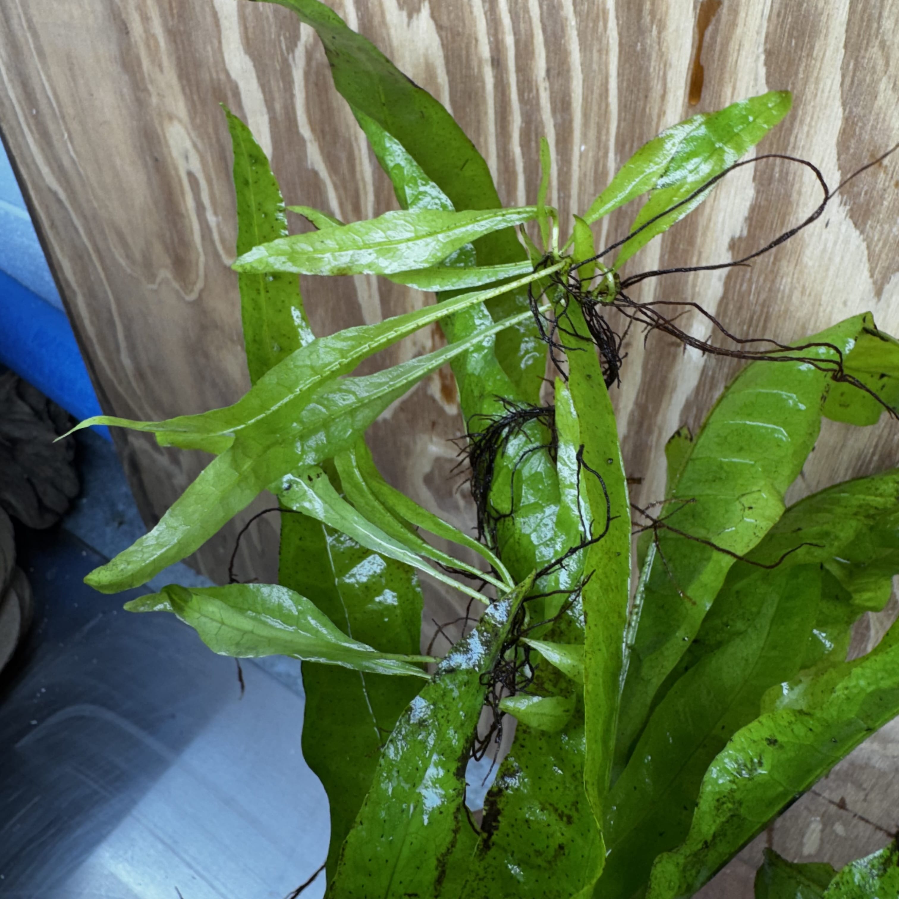 Scapeshop.com.au One Only Microsorum Driftwood Creation - Large (Java Fern) - One Only - Excellent Microsorum Driftwood Creation - Large (Java Fern) - One Only - Excellent