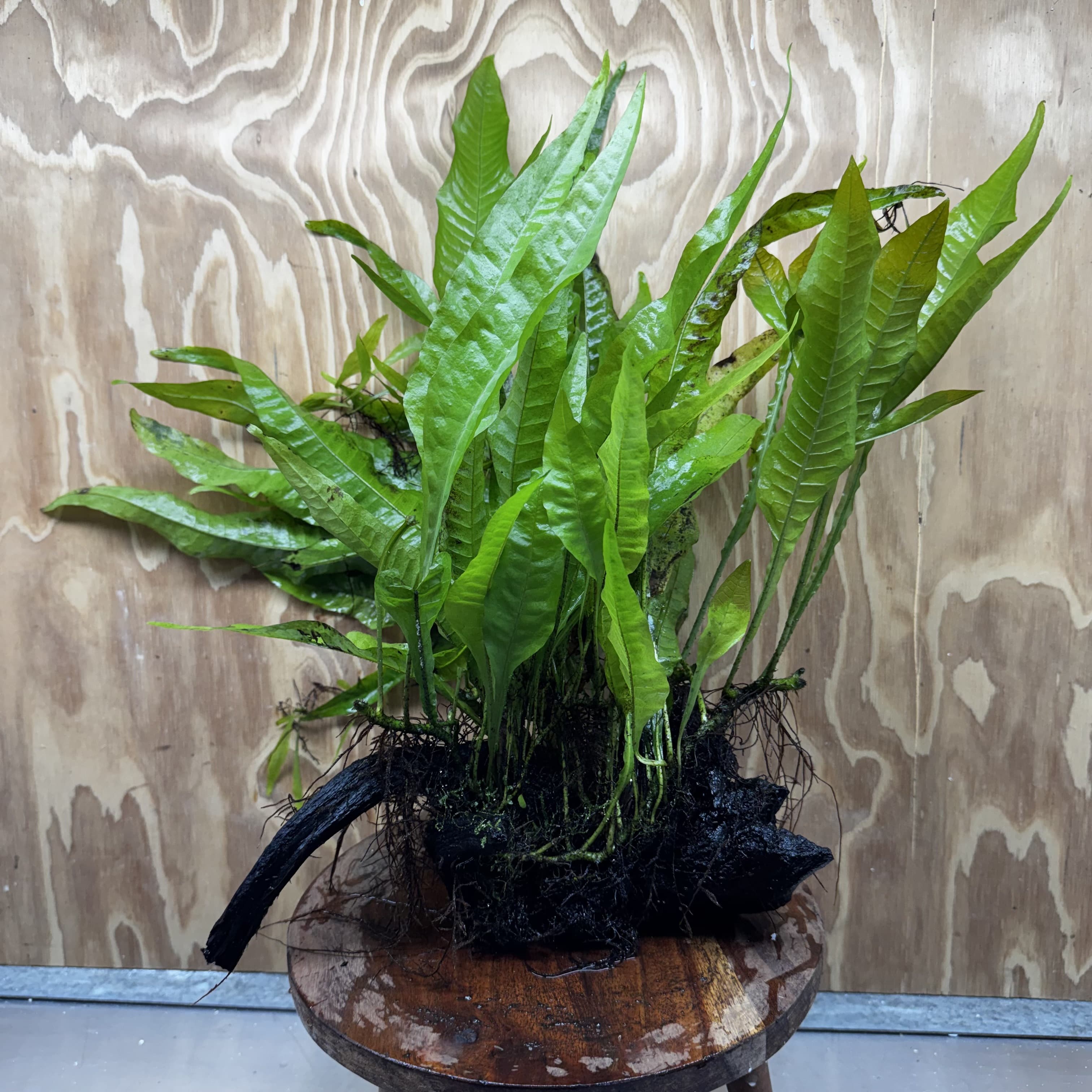 Scapeshop.com.au One Only Microsorum Driftwood Creation - Large (Java Fern) - One Only - Excellent Microsorum Driftwood Creation - Large (Java Fern) - One Only - Excellent