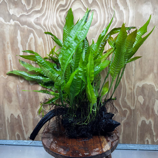 Scapeshop.com.au One Only Microsorum Driftwood Creation - Large (Java Fern) - One Only - Excellent Microsorum Driftwood Creation - Large (Java Fern) - One Only - Excellent