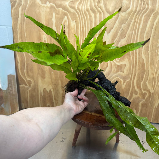 Scapeshop.com.au One Only Microsorum Driftwood Creation - Large (Java Fern) - One Only - Grand Microsorum Driftwood Creation - Large (Java Fern) - One Only - Grand