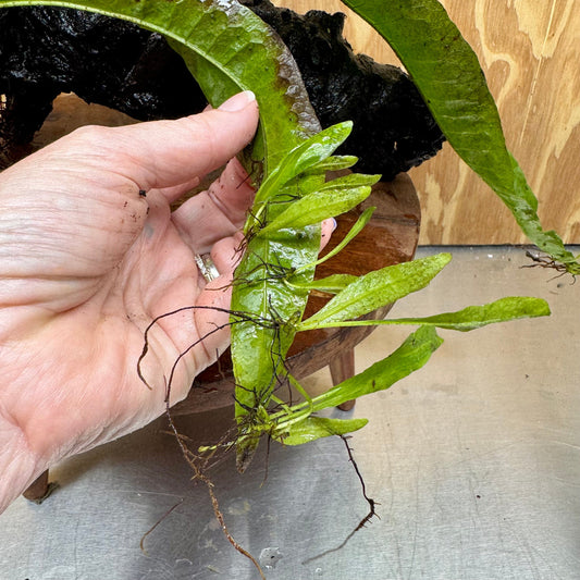 Scapeshop.com.au One Only Microsorum Driftwood Creation - Large (Java Fern) - One Only - Grand Microsorum Driftwood Creation - Large (Java Fern) - One Only - Grand