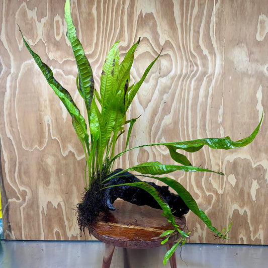 Scapeshop.com.au One Only Microsorum Driftwood Creation - Large (Java Fern) - One Only - Grand Microsorum Driftwood Creation - Large (Java Fern) - One Only - Grand