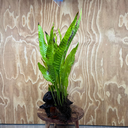 Scapeshop.com.au One Only Microsorum Driftwood Creation - Large (Java Fern) - One Only - Grand Microsorum Driftwood Creation - Large (Java Fern) - One Only - Grand