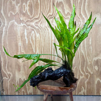 Scapeshop.com.au One Only Microsorum Driftwood Creation - Large (Java Fern) - One Only - Grand Microsorum Driftwood Creation - Large (Java Fern) - One Only - Grand