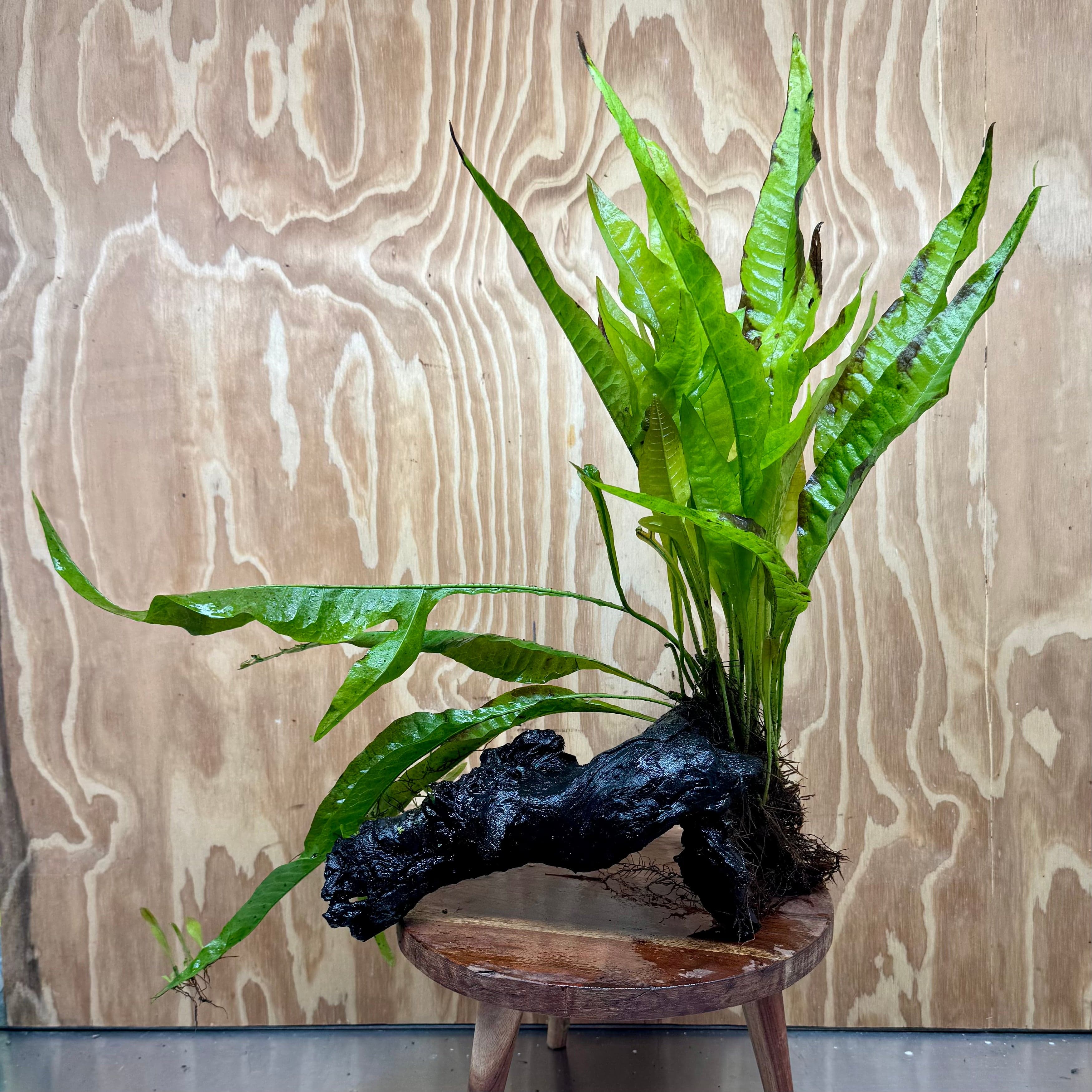 Scapeshop.com.au One Only Microsorum Driftwood Creation - Large (Java Fern) - One Only - Grand Microsorum Driftwood Creation - Large (Java Fern) - One Only - Grand
