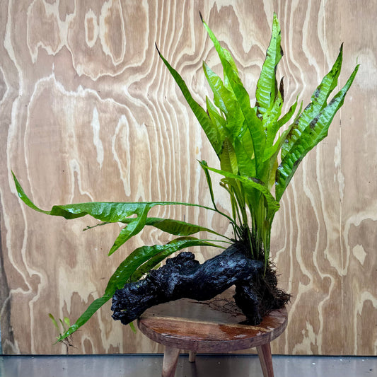 Scapeshop.com.au One Only Microsorum Driftwood Creation - Large (Java Fern) - One Only - Grand Microsorum Driftwood Creation - Large (Java Fern) - One Only - Grand