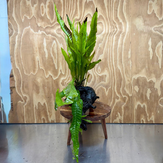 Scapeshop.com.au One Only Microsorum Driftwood Creation - Large (Java Fern) - One Only - Grand Microsorum Driftwood Creation - Large (Java Fern) - One Only - Grand