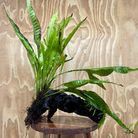 Scapeshop.com.au One Only Microsorum Driftwood Creation - Large (Java Fern) - One Only - Grand Microsorum Driftwood Creation - Large (Java Fern) - One Only - Grand