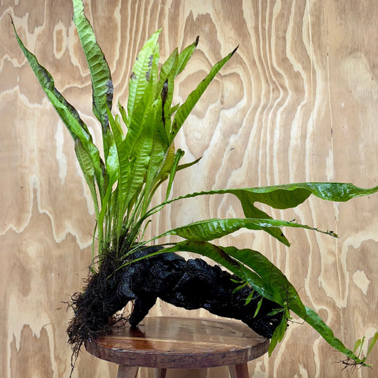 Scapeshop.com.au One Only Microsorum Driftwood Creation - Large (Java Fern) - One Only - Grand Microsorum Driftwood Creation - Large (Java Fern) - One Only - Grand