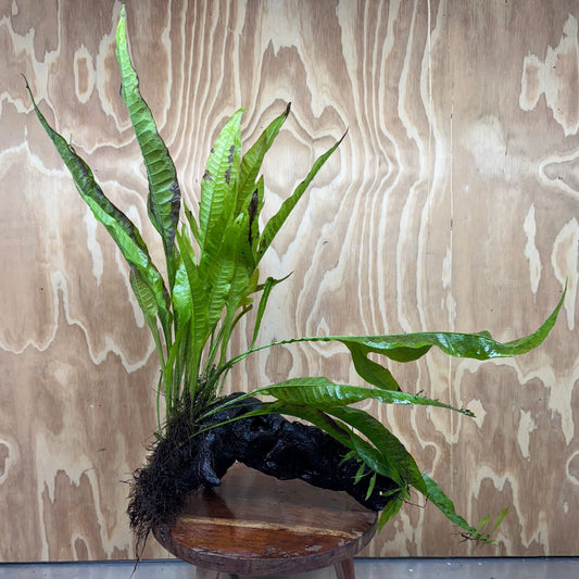 Scapeshop.com.au One Only Microsorum Driftwood Creation - Large (Java Fern) - One Only - Grand Microsorum Driftwood Creation - Large (Java Fern) - One Only - Grand