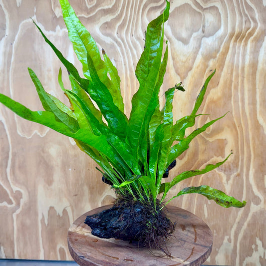 Scapeshop.com.au One Only Microsorum Driftwood Creation - Medium (Java Fern) - One Only - Bold Microsorum Driftwood Creation - Medium (Java Fern) - One Only - Bold